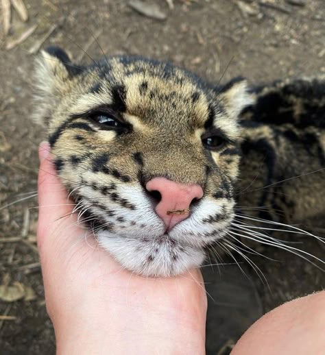 Clouded Leopard Aesthetic, Clouded Leopard, Gorgeous Cats, Mask Ideas, Silly Cats Pictures, Cool Animals, Animal Reference, Pretty Animals, Favorite Animals