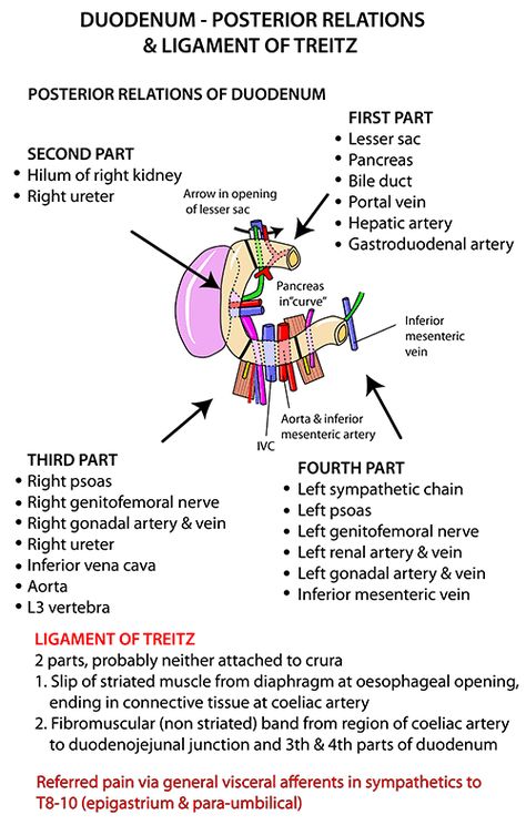 Instant Anatomy - Abdomen - Areas/Organs - Bowel - Duodenum Posterior relations Abdomen Anatomy Notes, Duodenum Anatomy, Digestive Anatomy, Guts Anatomy, Medicine Notes, Bile Duct, Doctor Advice, Medical School Essentials, Human Anatomy And Physiology