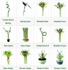 Lucky Bamboo | Ewaterplant : Resource of aquatic plant and Ornamental plants Bamboo Plant Indoor, Lucky Bamboo Care, Bamboo House Plant, Bamboo Plant Care, Indoor Bamboo, Big Indoor Plants, Tanaman Air, Lucky Bamboo Plants, Taman Air