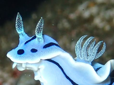 Blue Sea Slug, Sea Bunnies, Sea Bunny, Sea Snails, Ishigaki, Sea Slugs, Sea Snail, Sea Slug, Beautiful Sea Creatures