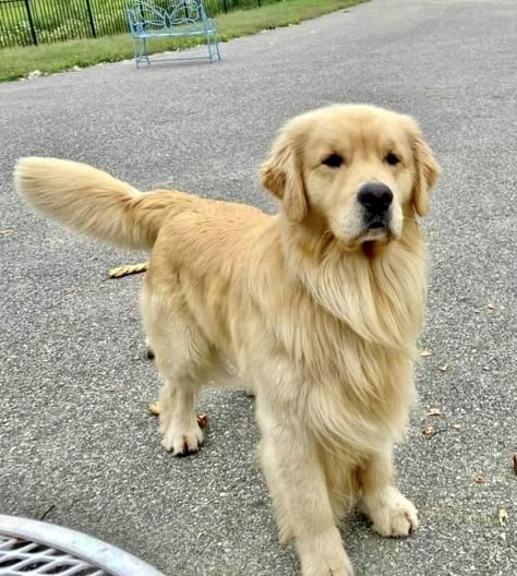 Long Hair Golden Retriever, Golden Retriever Types, Show Golden Retriever, Light Golden Retriever, Fluffy Golden Retriever, Dog Therian, Golden Retriever Colors, Big Fluffy Dogs, English Golden Retrievers