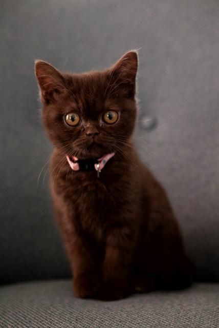 Chocolate Kitty!  #cats #kittens #pets #animals Söt Katt, Brown Cat, Cute Cats And Kittens, Cute Kittens, Sweet Animals, Cats Meow, Pretty Cats, Beautiful Cats, Crazy Cats