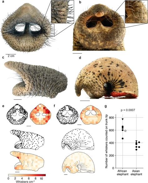 The functional anatomy of elephant trunk whiskers | Communications Biology Elephant Teeth, Elephant Anatomy, Functional Anatomy, Anatomical Study, Newborn Elephant, Longitudinal Section, African Savanna, School Creative, Elephant Trunk