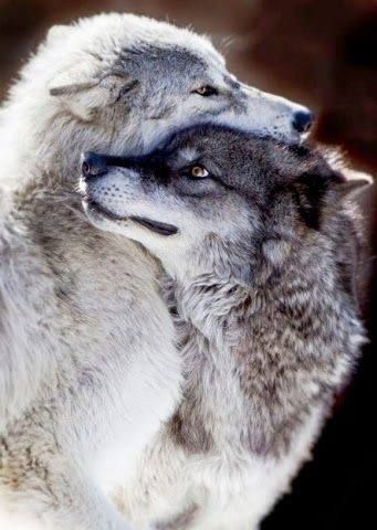 two wolves in love - Yahoo Image Search results | Wolf love, Wolf ...