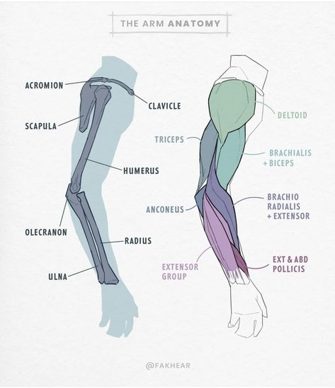 Arm Anatomy Drawing, Muscle Diagram, Arm Anatomy, 남성 근육, Arm Bones, Arm Drawing, Anatomy Practice, Anatomy Tutorial, Human Anatomy Drawing