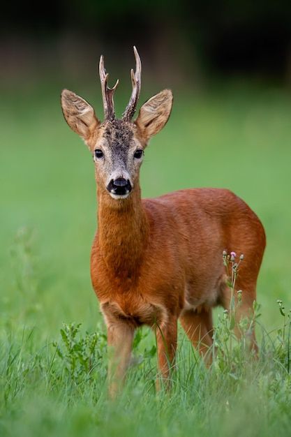 Premium Photo | Roe Deer, Capreolus capreolus, buck with big antlers Wood Moodboard, Big Deer, Deer Illustration, Deer Fawn, Roe Deer, Animals And Plants, Face Pictures, Monster Design, Wildlife Photography