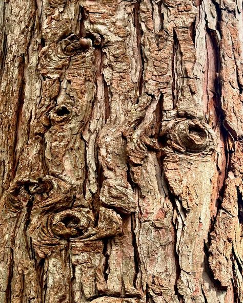 What do you see in this tree bark? #texture #abstract #cedar #knots #treebark #ildegramspt Willow Tree Bark, Tree Texture Art, Microhome Competition, Bark Drawing, Maple Tree Bark, Bark Of Tree, Tree Eyes, Forest Texture, Tree Bark Art