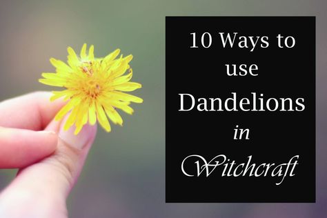 Magickal Tips, Dandelion Uses, Dandelion Leaf, Pagan Beliefs, Dandelion Leaves, Which Witch, A Dandelion, Kitchen Witchery, Witchy Tips