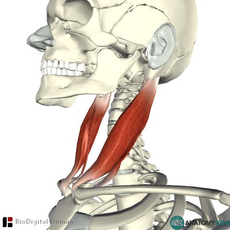 1429 Best Anatomy - Muscles images in 2020 | Anatomy, Muscle anatomy ...