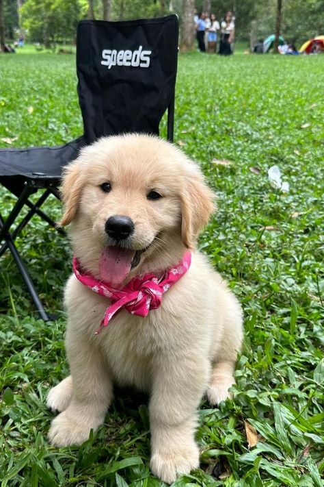 Golden retriever puppies being absolutely precious! Cute Golden Retriever, Golden Retriever Puppies, Dog Poses, Retriever Puppies, Cute Animals Puppies, Very Cute Dogs, Labrador Retriever Puppies, Cute Dog Pictures, Perfect Photos