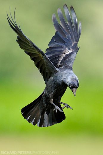 Jackdaw in Flight, by Richard Peters Crow Flying, Raven Bird, Bird Flying, Crow Art, Jackdaw, Crows Ravens, 수채화 그림, Birds Tattoo, Bird Drawings