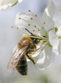 Facts About Honey Bees, Nature Aesthetic Art, Aesthetic Flower Tattoo, Insects Wallpaper, Aesthetic Plant Wallpaper, Facts About Honey, Bee Kitchen Decor, Bee Gender Reveal Party, Honey Bee Facts