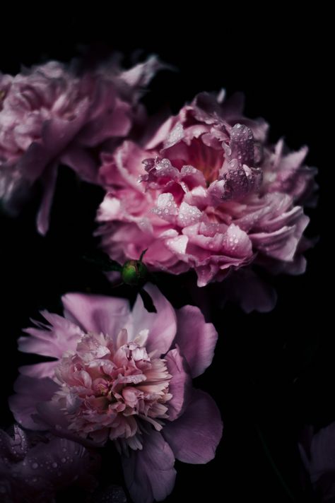 Pink Flower, Black Background, Water, Flowers, Pink, Black