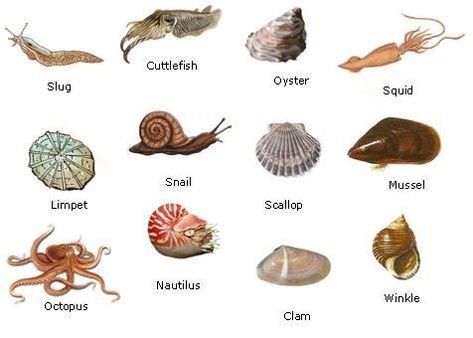 Read about the many different types of molluscs from two shells to no shell! #Mollusc Shell Animals, Woodlice, Types Of Shells, Unusual Facts, Head Cannons, Molluscs, The Enchanted Forest, Learning Materials, Wall Art Kids