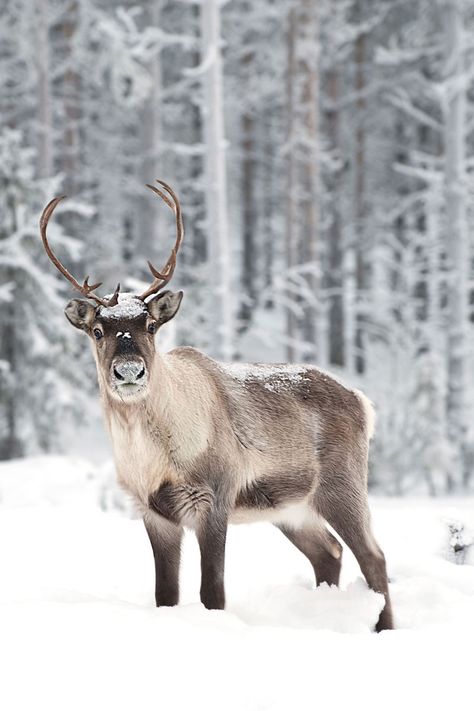 Female Reindeer, Napoleon Hill, Winter Solstice, Christmas Reindeer, Winter Christmas, The Snow, Animal Photography, Animals Beautiful, Winter Wonderland