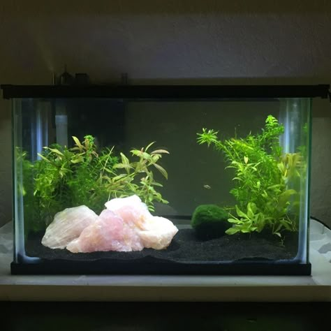 3 Gallon Tank Ideas, White Gravel Fish Tank, Pretty Fish Tank Ideas, Idee Deco Aquarium, Cute Aquarium Ideas, Axolotl Aquarium Ideas, Cute Fish Tanks, Tropical Fish Tank Ideas, Crystal Fish Tank