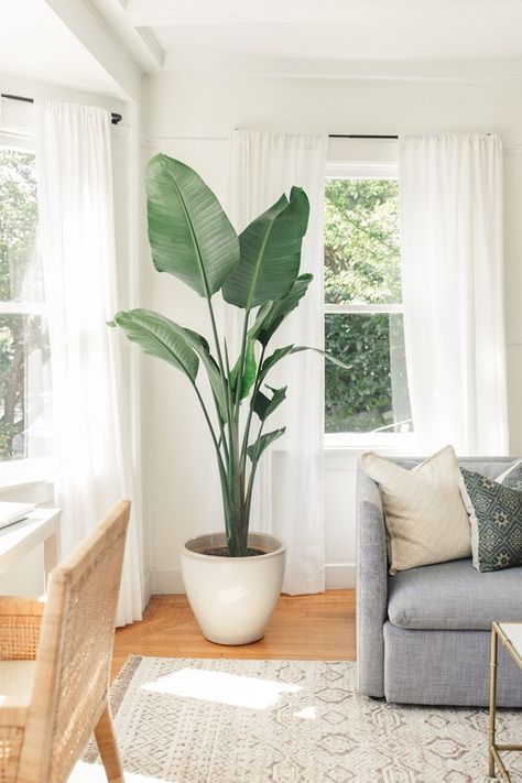 How to arrange plants in living room to make it greener, welcoming, and aesthetic? We have selected 20 fun ideas to test just before the new season. نباتات منزلية, Living Room Plants, Living Room Corner, Room Corner, Plant Decor Indoor, Bedroom Plants, Interior Plants, House Plants Decor, Room With Plants