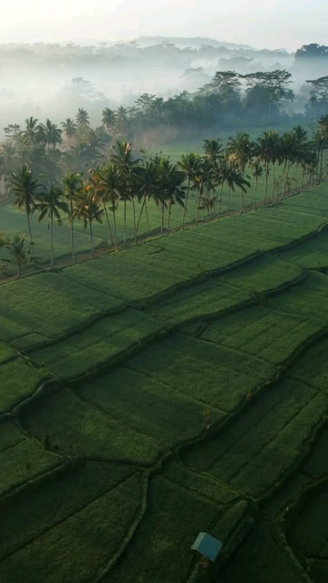 Kerala Travel Videos, Kerala Aesthetic Video, Kerala Nature Videos, Beautiful Scenery Nature Peace, Beautiful Nature Scenes Peace, Nature Videos For Status, Nature Videos For Reels, Rice Field, Scenery Pictures