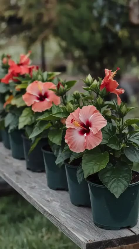 A photo of a row of hibiscus flowers in pots. The flowers are vibrant red with a yellow center and a few are in full bloom, while others are still budding. The leaves are deep green and healthy. The pots are placed on a rustic wooden board. The background is blurred and contains greenery. Potted Hibiscus, Hibiscus Garden, Flowers In Pots, Hibiscus Plant, Hibiscus Flower, In Full Bloom, Hibiscus Flowers, Wooden Board, Deep Green