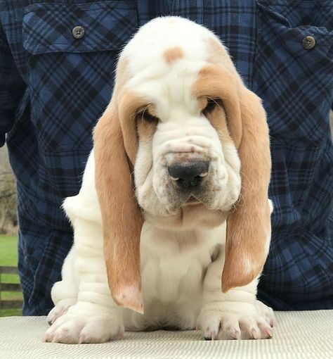 Akc Basset Hound Puppies |W. Virginia | Basset Bottom Bassets Basset Hound Tattoo, Miniature Basset Hound, Hound Tattoo, Basset Hound Puppies, Hound Dog Puppies, Puppy Girls, Basset Hound Art, Basset Dog, Basset Puppies