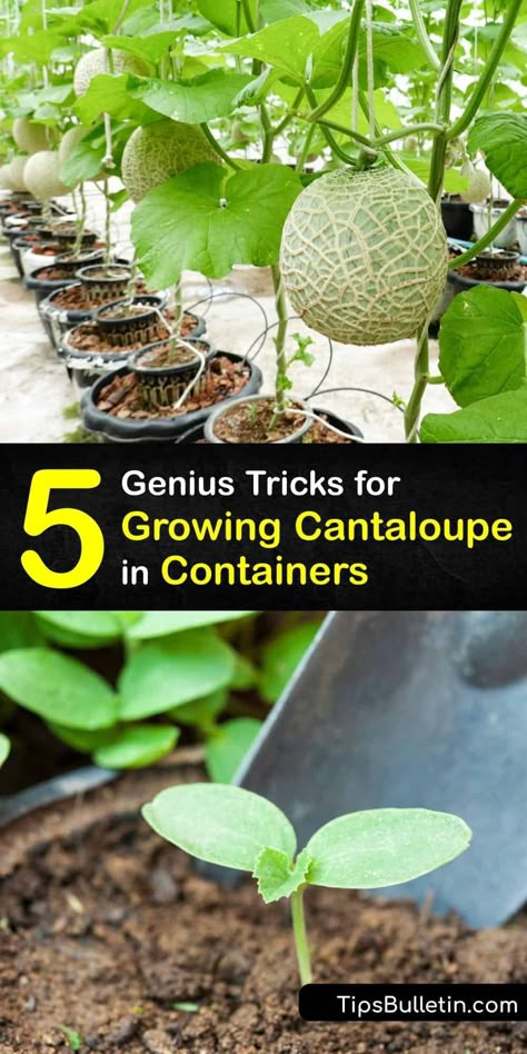 Growing Cantelope From Seed, Watermelon In Pots Growing, Planting Cantaloupe Seeds, How To Grow Melons From Seeds, Cantaloupe Trellis Diy, Diy Seed Planter, Growing Melons In Containers, How To Plant Cantaloupe, Cantaloupe Growing Tips