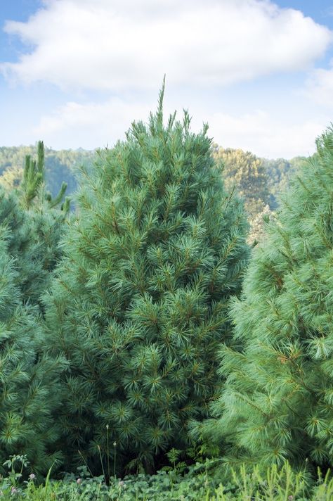 TOP 10 Fastest Growing Shade Trees - The Eastern White Pine is a beautiful fast-growing evergreen with soft blue-green needles. It makes a great windbreak or hedge in addition to a stunning specimen tree in the landscape. Mature trees are 50–80 feet high by 20–40 feet wide. Fast Growing Pine Trees, Loblolly Pine, Trees For Privacy, Crafts Adults, Fast Growing Shade Trees, Wall Mounted Vase, Fun Thanksgiving Crafts, Canadian Hemlock, Thanksgiving Turkey Craft