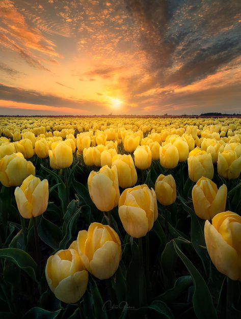 Photography 2023, Yellow Photography, Nature Photography Flowers, Wallpaper Photography, Tulip Painting, Christmas Wallpaper Backgrounds, Nothing But Flowers, Sunset Nature, Yellow Tulips