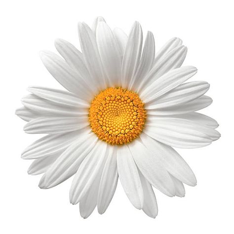 White Flower Png, Beach Phone Case, World Flowers, Daisy Pillows, Free Stock Photos Image, Flower Images, Flower Pictures, Daisy Flower, Pansies