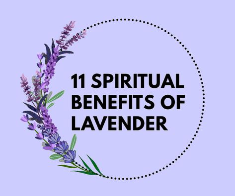 Lavender Tea Benefits, Oils Of The Bible, Lavender Oil Benefits, Benefits Of Lavender, Potted Lavender, Lavender Benefits, Lavender Herb, Lavender Water, Sweeter Than Honey