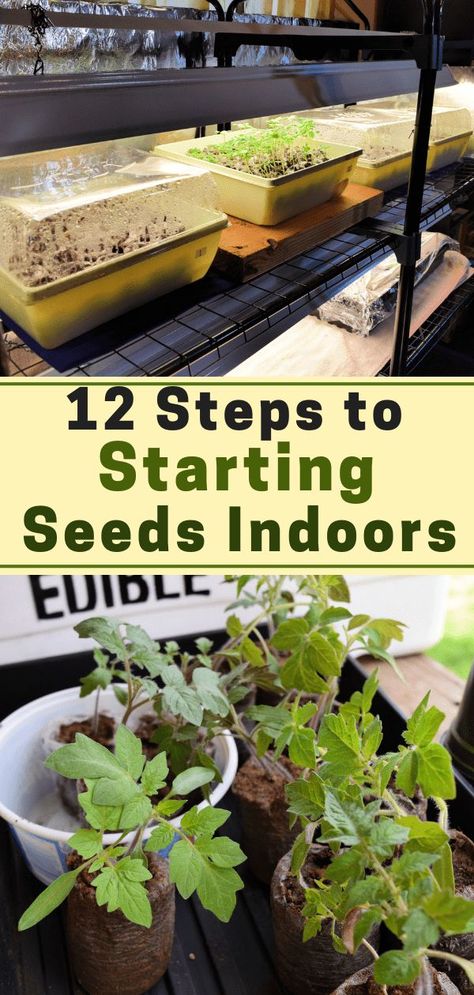 Growing Station, When To Start Seeds, Start Seeds Indoors, Seedlings Indoors, Starting Seeds, Aesthetic Header, Starting Seeds Indoors, Home Vegetable Garden, Organic Gardening Tips