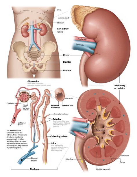 Healthy kidney anatomy Kidney Anatomy, Human Body Organs, Basic Anatomy And Physiology, Kidney Function, Medical Student Study, Chest Congestion, Human Body Anatomy, Medical School Studying, Medical School Essentials