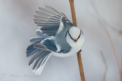 Bird Sitting, Most Beautiful Birds, मोबाइल वॉलपेपर, Birds And Butterflies, Bird Pictures, Exotic Birds, Pretty Birds, Colorful Birds, For The Birds