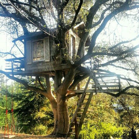 Old Treehouse Aesthetic, Tree House Aesthetic, Old Treehouse, Tree House In The Woods, Treehouse Aesthetic, Coast Live Oak, Treehouse Interior, Ordinary House, Tree House Plans