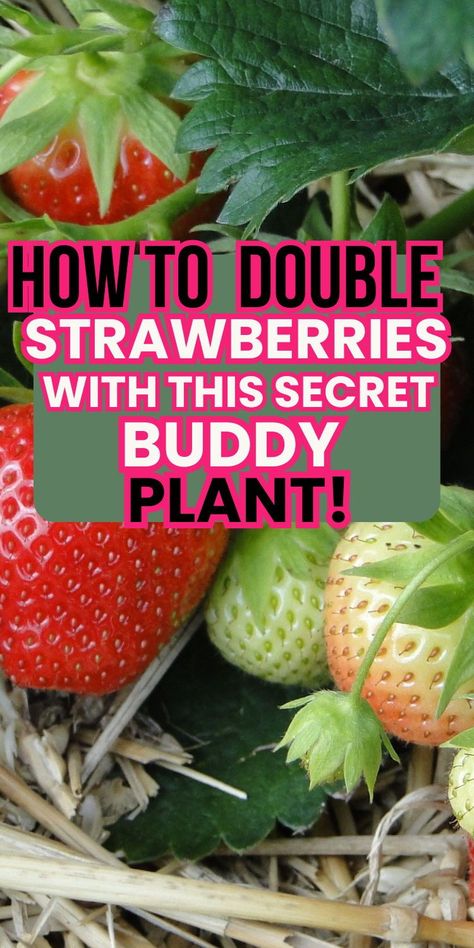 Ready to level up your strawberry game? Learn how to double your harvest with this sneaky companion plant trick! Best Ways To Grow Strawberries, Companion Plants For Strawberries, Best Way To Plant Strawberries, Container Berries, Fruit Guild, Strawberry Garden Ideas, Bucket Gardens, Garden Placement, Planting Asparagus