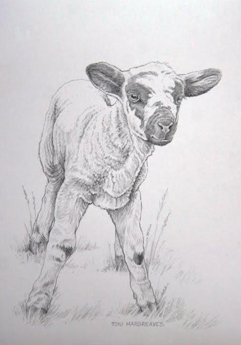 Lamb Drawing, Sheep Drawing, Farm Animal Paintings, Tracing Art, Cow Drawing, Easter Drawings, Stippling Art, Sheep Art, Nature Sketch