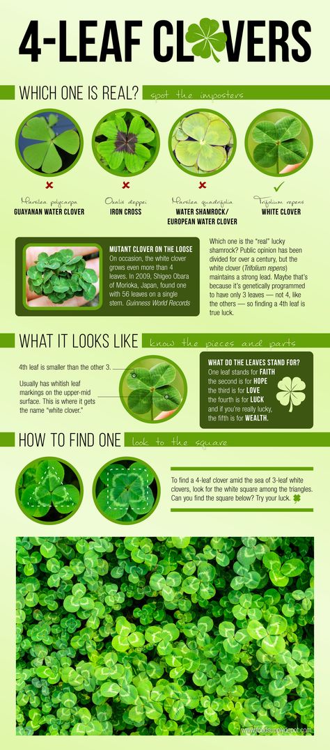 Learn all about lucky 4-leaf clovers, including how to find them easily, in this infographic. #StPatricksDay #lucky #4leafclover #nature #funactivity #outdoors 4 Clover Leaf, Four Leaf Clover Tattoo Meaning, 4 Leaf Clovers, Lucky Flower, Four Leaf Clover Meaning, 4 Leaf Clover Meaning, 4 Leaf Clover, How To Find A Four Leaf Clover, Red Clover Magical Properties