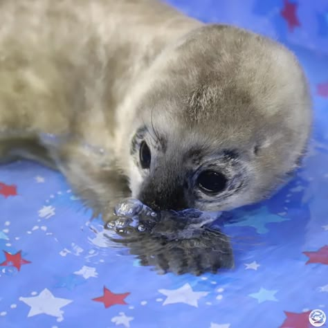 Laika Dog, Funny Seals, Leopard Seal, Cutest Animals On Earth, Harp Seal, Harbor Seal, Cute Seals, Seal Pup, Vocaloid Funny