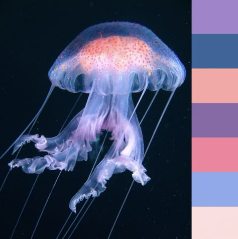 Aquatic Color Palette, Princess Character Design, Jellyfish Oc, 2 Jellyfish, Pallette Ideas, Jellyfish Princess, Jellyfish Sticker, Painting Reference Photos, Moon Jelly