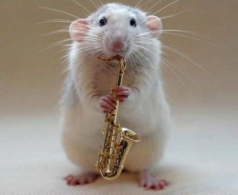 Ten Amazing Pictures of Rats Playing Musical Instruments Playing Instrument, Animal Experiments, Funny Rats, Band Kid, Cute Rats, Pet Rats, Silly Animals, Classical Music, Rats