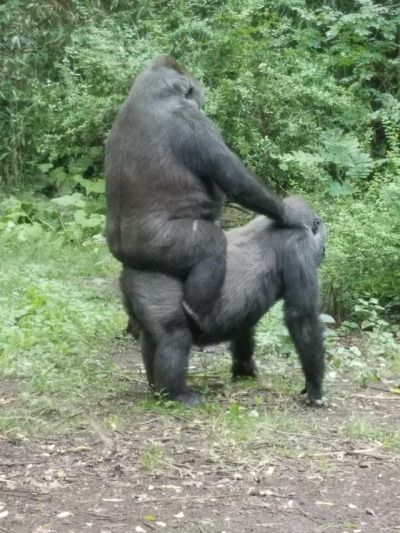 gorilla riding gorilla Monkey Pictures, Interesting Animals, Goofy Pictures, Monkeys Funny, Silly Animals, Very Funny Pictures, Funny Reaction Pictures, Funny Animal Pictures, Really Funny Pictures