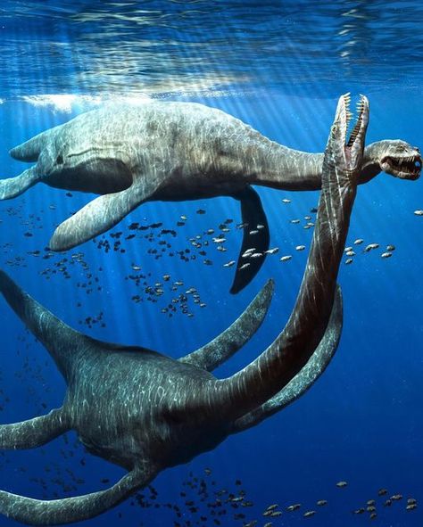 Prehistoric Dinosaur Hub on Instagram: "🌊 Plesiosaurus, a marine reptile from the Jurassic and Cretaceous periods, swam the ancient seas approximately 200 to 66 million years ago. Plesiosaurus was a skilled swimmer, using its flippers to propel itself through the water with grace and agility. Fossil discoveries suggest that Plesiosaurus likely fed on fish and other small marine creatures, using its sharp teeth to catch prey. Despite its reptilian appearance, Plesiosaurus was not a dinosaur, but rather a member of a group known as plesiosaurs, which thrived in diverse marine environments during the Mesozoic Era. 🦕🌊  Credits to @julian_johnson1234   #Plesiosaurus #Paleontology #PrehistoricSeas #marinereptile #dinosaur #dinosaurs #dinonews #dino #dinosaurios #dinosaurio #dinosaursofinstagr Beast Fiction, Mesozoic Era, Marine Creatures, Prehistoric Dinosaurs, Dinosaur Pictures, Prehistoric World, Marine Environment, Sharp Teeth, Prehistoric Creatures