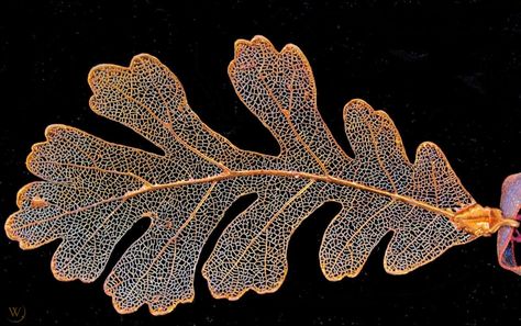 Real Oak Leaf Skeleton Preserved in Copper Ornament 4 3/4" Mauve Ribbon Trim | #1931734736 Oak Leaf Tattoos, Oak Leaf Art, Ornate Books, Copper Ornaments, Stitching On Paper, Leaf Skeleton, Real Leaf, Metal Clay Jewelry, Leaf Crafts