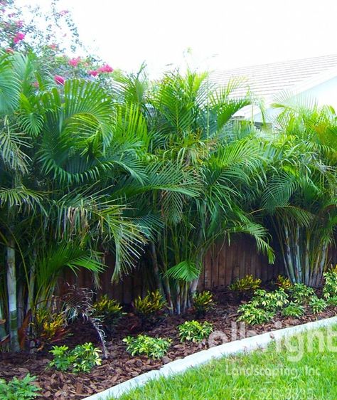 Planter Beds Along Fence, Golden Palm Tree, Fishtail Palm Landscape, Pygmy Palm Landscaping, Palm Tree Base Landscaping, Fenceline Landscaping Ideas Privacy, Golden Cane Palm Garden, Florida Privacy Landscaping, Areca Palm Outdoor Landscape