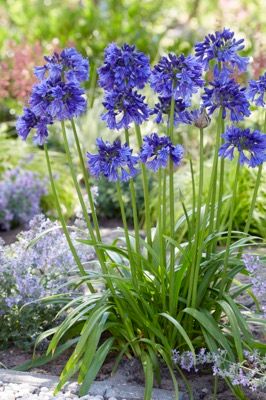 Roof Garden Plants, Globe Planter, Plants For Planters, Agapanthus Blue, Agapanthus Plant, African Plants, Blue Thunder, Balcony Flowers, Mediterranean Plants