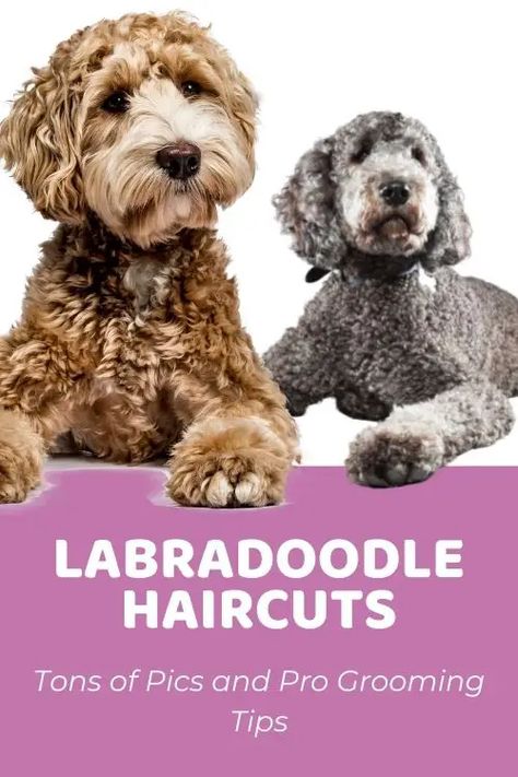 Guide to Labradoodle Haircuts With Photos & Grooming Tips! - Doodle Doods Labradoodle Puppy Cut, Labradoodle Teddy Bear Cut, Labradoodle Grooming Style, Labradoodle Hair, Australian Labradoodle Grooming, Labradoodle Haircut Style, Labradoodle Cuts, Labradoodle Haircut, Cut Dogs