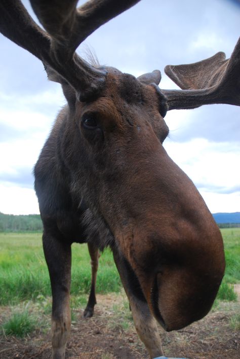 Moose Pics, Moose Pictures, Tattoos Aesthetic, Moose Hunting, Moose Deer, Deer Species, Bull Moose, A Bull, Wild Creatures