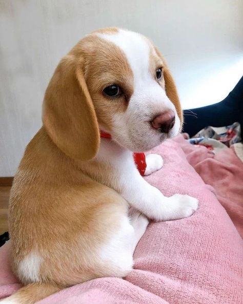 Lemon Beagle Puppy, Baby Beagle, Beagle Puppies, Cute Beagles, Tiny Puppies, Beagle Puppy, Beagle Dog, Baby Puppies, Cute Dogs And Puppies