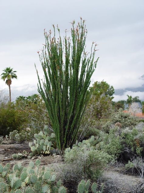 Unless you know how to get them started bare-root, it's best to purchase small well-rooted ocotillo in five-gallon pots if you want to see growth and change anytime soon. Ocotillo Plant, Tree Stakes, Deer Fence, Desert Garden, New Roots, Desert Plants, Cactus And Succulents, Desert Landscaping, Garden Center