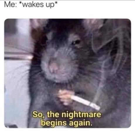 Existential Memes For Pessimists Trying To Figure Out The Meaning Of Life - Memebase - Funny Memes A Rat, Funny Reaction, Reaction Images, Funny Reaction Pictures, Reaction Memes, Reaction Pics, Reaction Pictures, Rats, Mood Pics