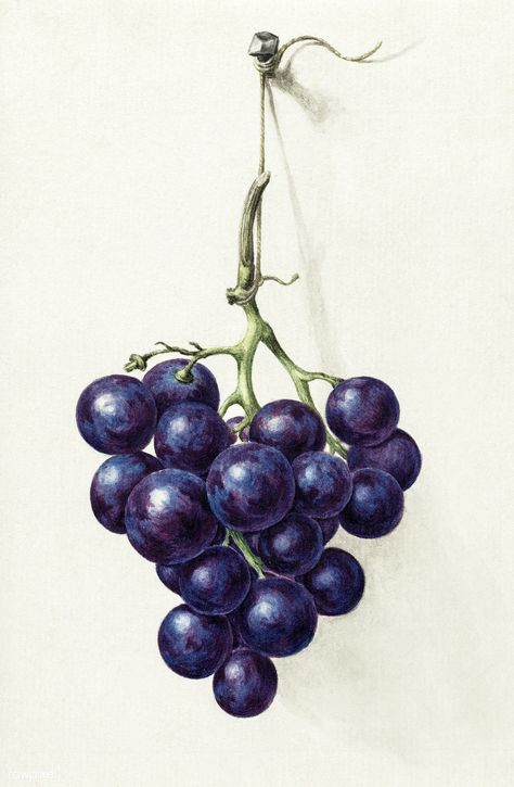 Grape Drawing, Grape Painting, Prismacolor Art, Bunch Of Grapes, Still Life Fruit, Watercolor Fruit, Antique Illustration, Fruit Painting, Grape Bunch